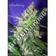 10 UND REG - HASHBERRY * MANDALA SEEDS 10 UND REGULARES