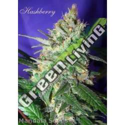 10 UND REG - HASHBERRY * MANDALA SEEDS 10 UND REGULARES