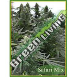 20 UND REG - SAFARI MIX * MANDALA SEEDS REGULAR 20 UND