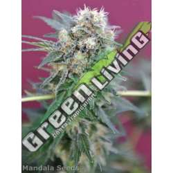 10 UND REG - GANESH * MANDALA SEEDS 10 UND REGULARES