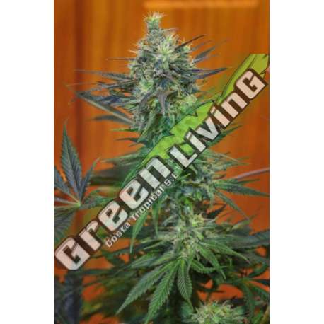 10 UND REG - CHILL-OM * MANDALA SEEDS 10 UND REGULARES