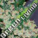 15 UND REG - AFGHAN SKUNK X AFGHAN HAZE* MR NICE LIMITED EDITION 15 UND REG