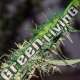 15 UND REG - MANGO HAZE * MR NICE NATURAL 15 UND REG