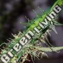 15 UND REG - MANGO HAZE * MR NICE NATURAL 15 UND REG