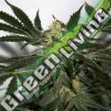 15 UND REG - EARLY SKUNK HAZE * MR NICE NATURAL 15 UND REG