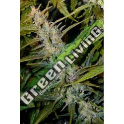 15 UND REG - G13 X SKUNK * MR NICE NATURAL 15 UND REG