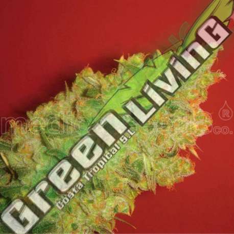 5 UND FEM - JACK LA MOTA * MEDICAL SEEDS 5 UND FEM