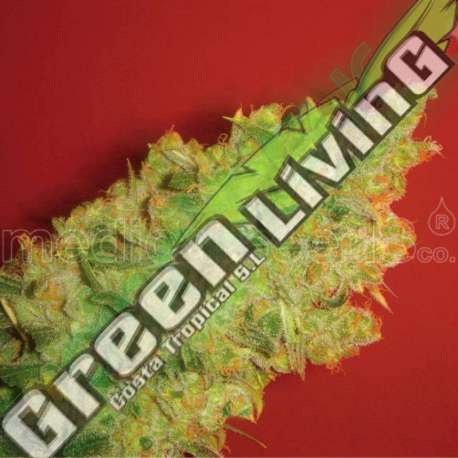 10 UND FEM - JACK LA MOTA * MEDICAL SEEDS 10 UND FEM