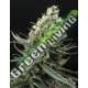 1 UND FEM - RIPPER HAZE * RIPPER SEEDS 1 UND FEMINIZADA