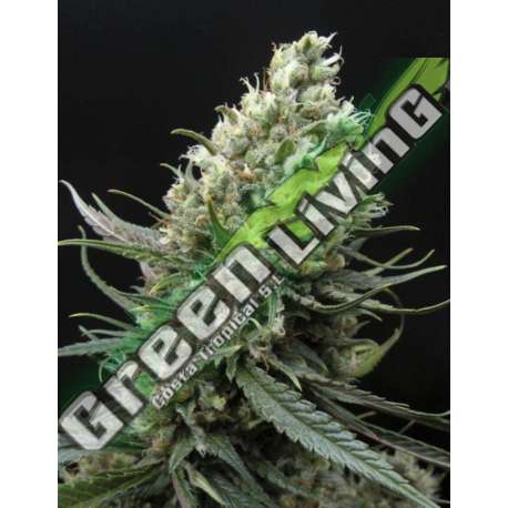 1 UND FEM - RIPPER HAZE * RIPPER SEEDS 1 UND FEMINIZADA