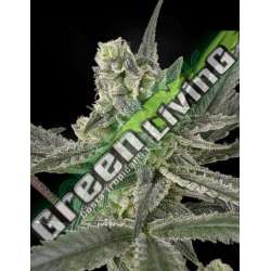 1 UND FEM - OLD SCHOOL * RIPPER SEEDS 1 UND FEMINIZADA