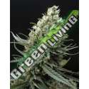 3 UND FEM - RIPPER HAZE * RIPPER SEEDS 3 UND FEMINIZADAS