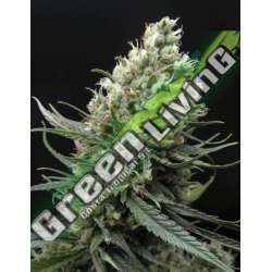 5 UND FEM - RIPPER HAZE * RIPPER SEEDS 5 UND FEMINIZADAS