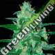 1 UND FEM - THUNDER BLOODY MARY AUTO (SAMSARA) * SAMSARA 1 UND FEMINIZADA