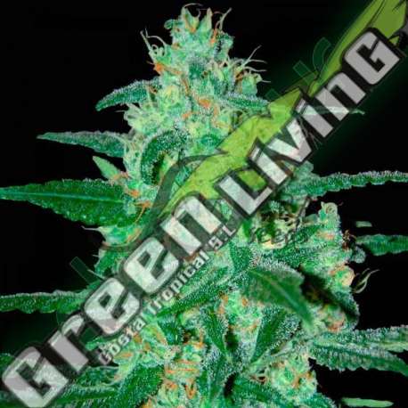 1 UND FEM - THUNDER BLOODY MARY AUTO (SAMSARA) * SAMSARA 1 UND FEMINIZADA