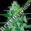 1 UND FEM - THUNDER BLOODY MARY AUTO (SAMSARA) * SAMSARA 1 UND FEMINIZADA