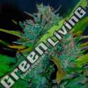 1 UND FEM - ULTRAVIOLET AUTO (SAMSARA) * SAMSARA 1 UND FEMINIZADA