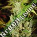 10 UND REG - AMNESIA HAZE * SOMA SEEDS 10 UND REGULARES