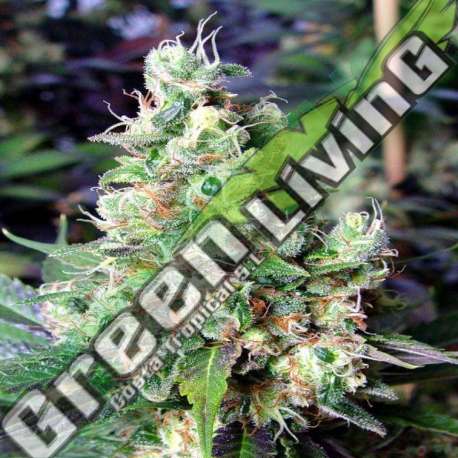 10 UND FEM - NYC DIESEL * SOMA SEEDS 10 UND FEMINIZADAS
