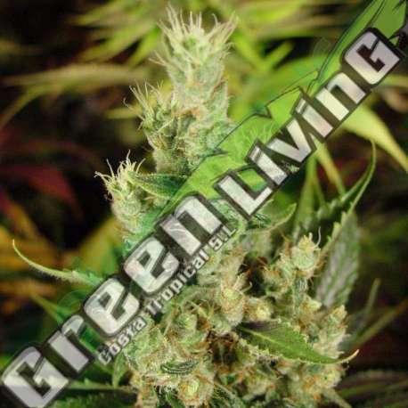 10 UND FEM - AMNESIA HAZE * SOMA SEEDS 10 UND FEMINIZADAS