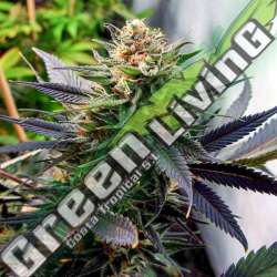 5 UND REG - LAVENDER * SOMA SEEDS 5 UND REG