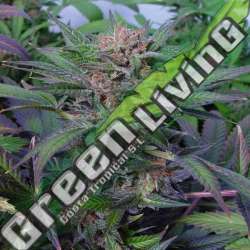 5 UND FEM - SOMANGO * SOMA SEEDS 5 UND FEMINIZADAS