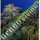 10 UND REG - HEAVY DUTY FRUITY * T.H. SEEDS