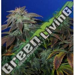 10 UND REG - HEAVY DUTY FRUITY * T.H. SEEDS