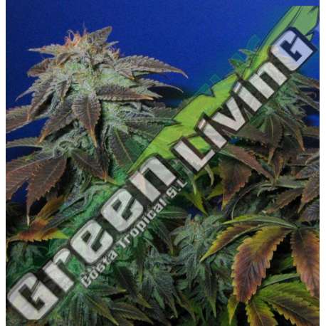 10 UND REG - HEAVY DUTY FRUITY * T.H. SEEDS