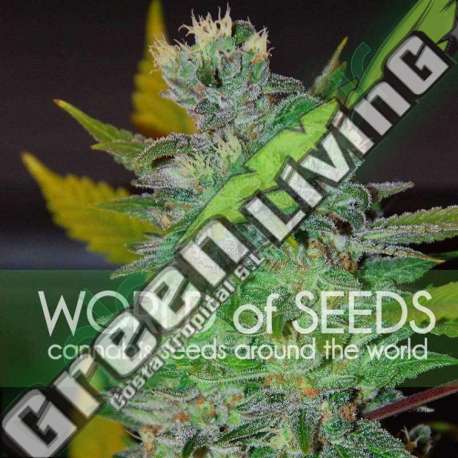 3 UND FEM - SPACE (LEGEND COLLECTION) * WORLD OF SEEDS 3 UND FEMINIZADAS