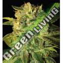 3 UND FEM - SUGAR MANGO RYDER (AUTOFLOWERING C.) * WORLD OF SEEDS 3 UND FEMINIZADAS