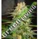 3 UND FEM - AFGHAN KUSH RYDER AUTO (AUTOFLOWERING C.) * WORLD OF SEEDS 3 UND FEMINIZADAS
