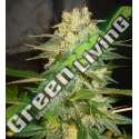 3 UND FEM - AFGHAN KUSH RYDER AUTO (AUTOFLOWERING C.) * WORLD OF SEEDS 3 UND FEMINIZADAS