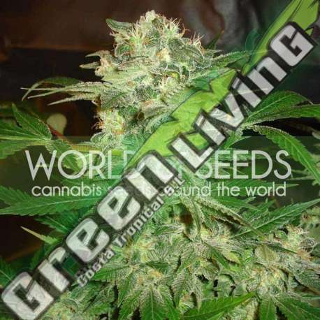 3 UND FEM - MAZAR KUSH (LEGEND COLLECTION) * WORLD OF SEEDS 3 UND FEMINIZADAS