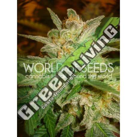 3 UND FEM - STAR 47 (LEGEND COLLECTION) * WORLD OF SEEDS 3 UND FEMINIZADAS