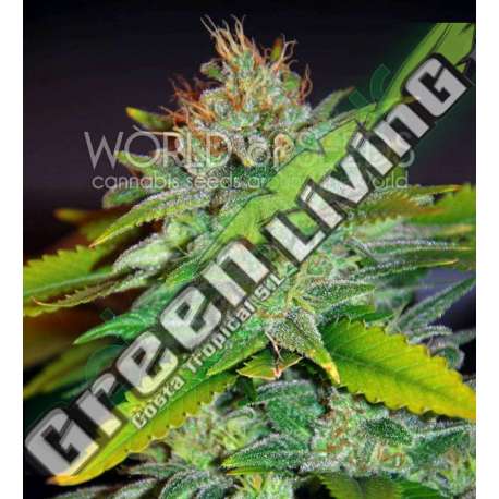 3 UND FEM - SKUNK 47 (LEGEND COLLECTION) * WORLD OF SEEDS 3 UND FEMINIZADAS