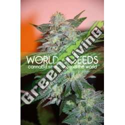 3 UND FEM - YUMBOLT 47 (LEGEND COLLECTION) * WORLD OF SEEDS 3 UND FEMINIZADAS