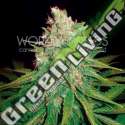 3 UND FEM - MAZAR X GREAT WHITE SHARK (MEDICAL C.) * WORLD OF SEEDS 3 UND FEMINIZADAS