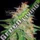 3 UND FEM - MAZAR X WHITE RHINO ( MEDICAL C.) * WORLD OF SEEDS 3 UND FEMINIZADAS