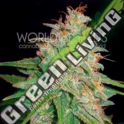 3 UND FEM - MAZAR X WHITE RHINO ( MEDICAL C.) * WORLD OF SEEDS 3 UND FEMINIZADAS