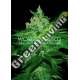 3 UND FEM - AFGHAN KUSH (PURE ORIGIN COLLECTION) * WORLD OF SEEDS 3 UND FEMINIZADAS