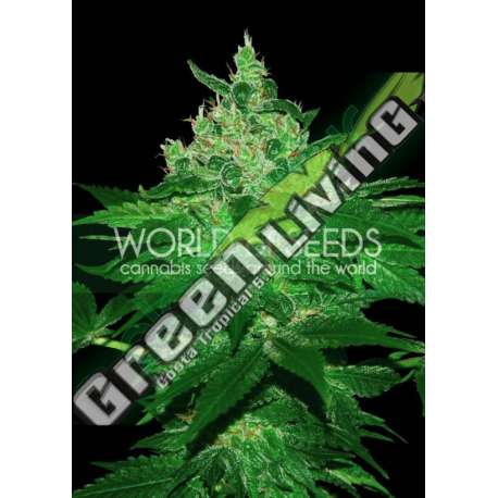 3 UND FEM - AFGHAN KUSH (PURE ORIGIN COLLECTION) * WORLD OF SEEDS 3 UND FEMINIZADAS