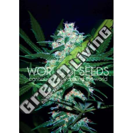 3 UND FEM - PAKISTAN VALLEY (PURE ORIGIN COLLECTION) * WORLD OF SEEDS 3 UND FEMINIZADAS