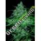 3 UND FEM - WILD THAILAND (PURE ORIGIN COLLECTION) * WORLD OF SEEDS 3 UND FEMINIZADAS