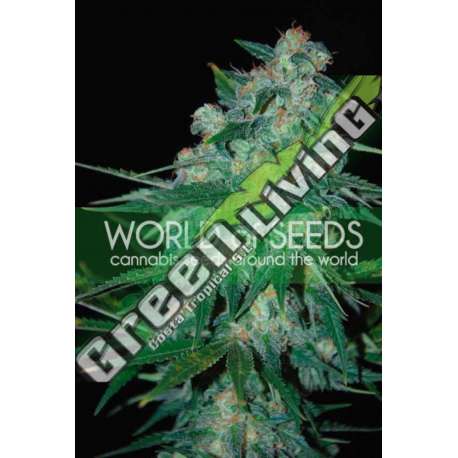 3 UND FEM - KETAMA (PURE ORIGIN COLLECTION) * WORLD OF SEEDS 3 UND FEMINIZADAS