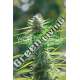 3 UND FEM - COLOMBIAN GOLD (PURE ORIGIN COLLECTION) * WORLD OF SEEDS 3 UND FEMINIZADAS