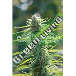 3 UND FEM - COLOMBIAN GOLD (PURE ORIGIN COLLECTION) * WORLD OF SEEDS 3 UND FEMINIZADAS