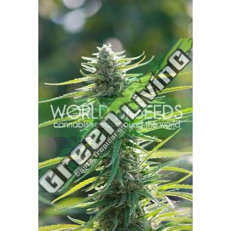 3 UND FEM - COLOMBIAN GOLD (PURE ORIGIN COLLECTION) * WORLD OF SEEDS 3 UND FEMINIZADAS