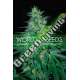 3 UND FEM - SOUTH AFRICAN KWAZULU (PURE ORIGIN COLLECTION) * WORLD OF SEEDS 3 UND FEMINIZADAS