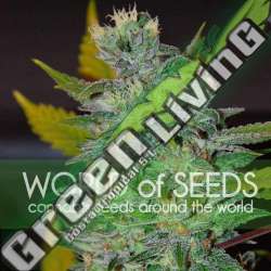 7 UND FEM - SPACE (LEGEND COLLECTION) * WORLD OF SEEDS 7 UND FEMINIZADAS